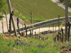 Weingut Kalkwerk Istein