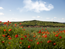 Weingut Hofmeister & Einsfeld