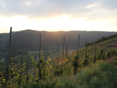 Weingut Bollig²