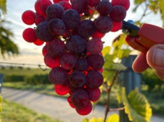 Weingut Meine Freiheit