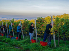 Weingut Siegbert Bimmerle