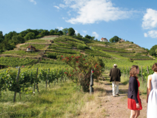 Weingut Drei Herren