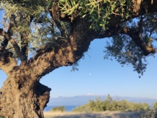 Xenios GA, Monemvasia, 23070, Greece