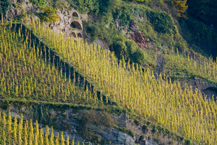 Weingut Vollenweider