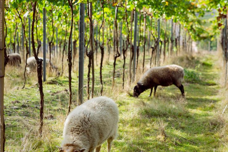 Weingut Bertram- Baltes